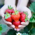 Your Heart Loves Strawberries