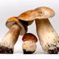How to Check if Mushrooms are Poisonous?