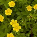 Remedies with Potentilla