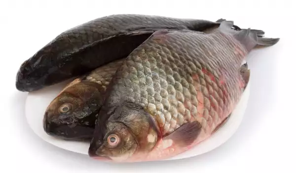 Beer Carp for St. Nicholas’ Day